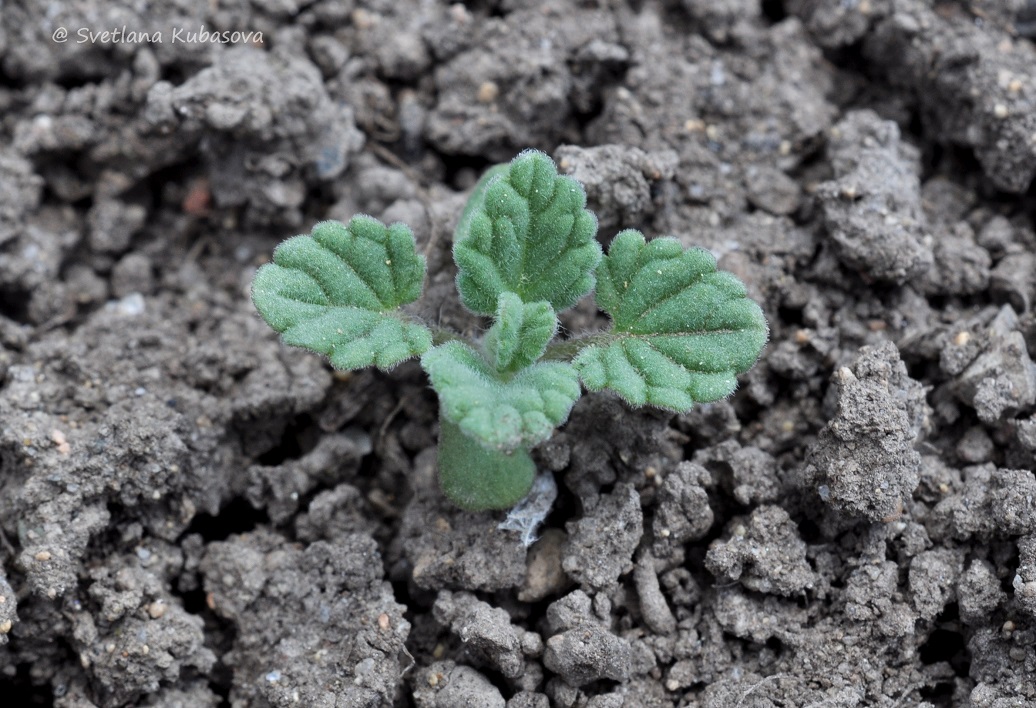 Изображение особи Nepeta mussinii.