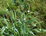 Allium nutans