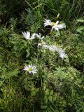Chrysanthemum zawadskii. Цветущее растение. Иркутская обл., Баяндаевский р-н, окр. с. Ользоны, берёзово-осиновый лес, опушка. 28.08.2016.