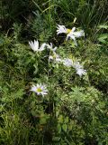 Chrysanthemum zawadskii