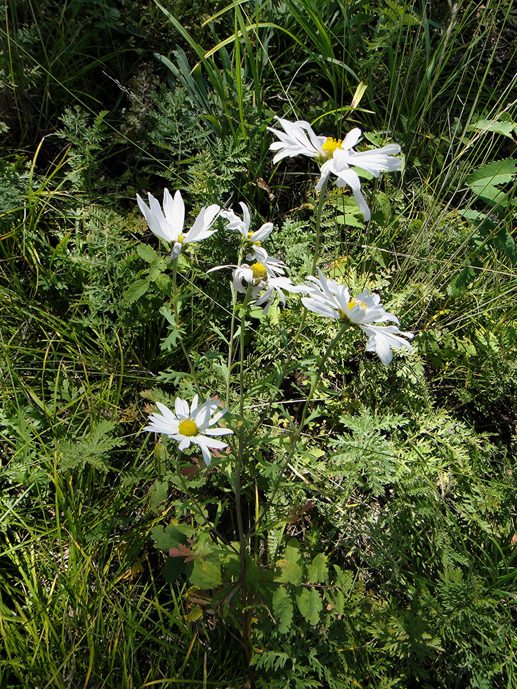 Изображение особи Chrysanthemum zawadskii.