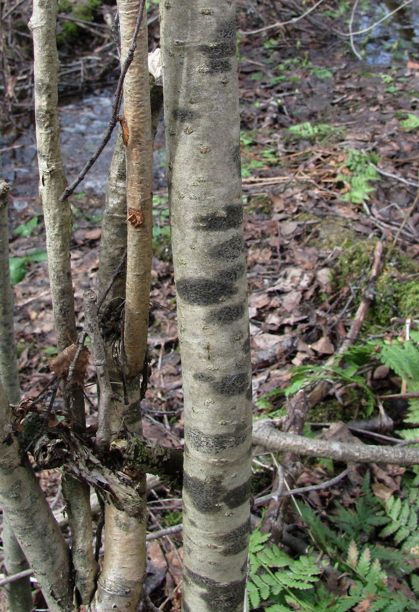 Image of familia Arthoniaceae specimen.