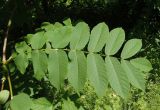 Juglans cinerea