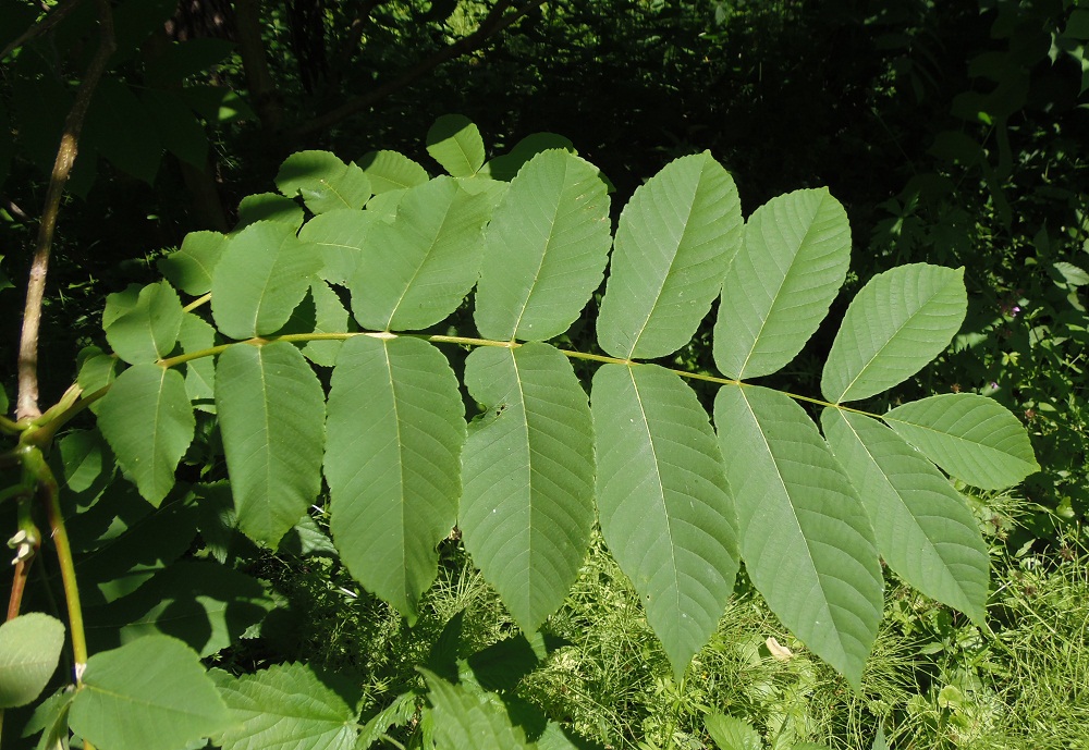 Изображение особи Juglans cinerea.