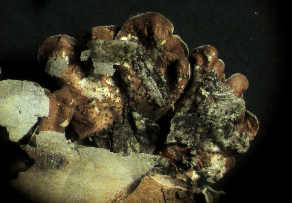 Image of Flavopunctelia soredica specimen.