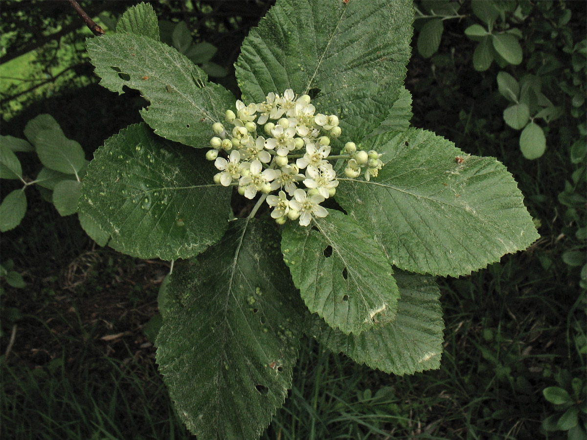 Image of Sorbus aria specimen.