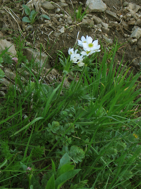 Image of Anemonastrum narcissiflorum specimen.