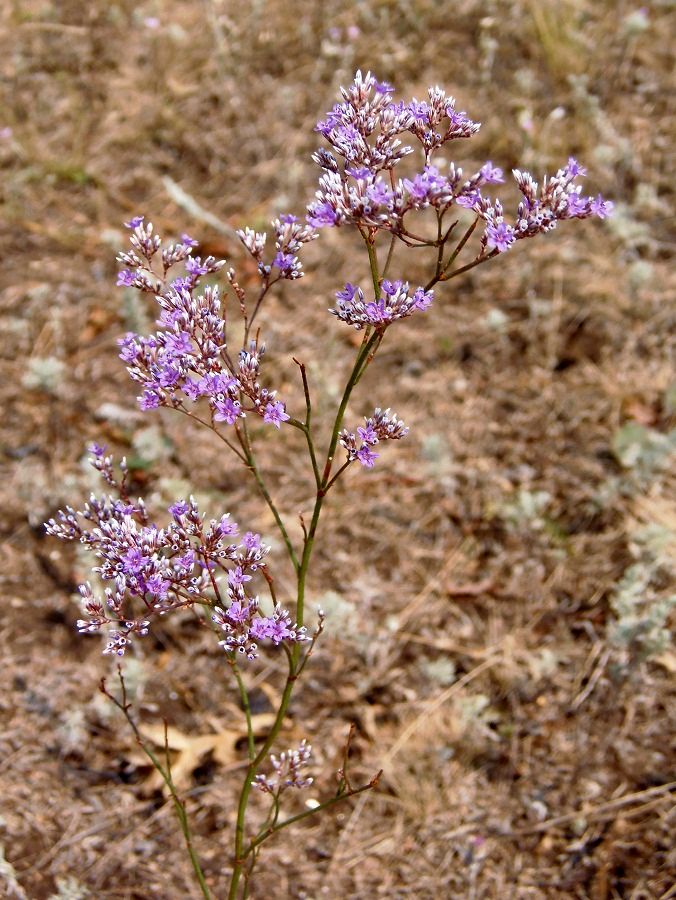 Изображение особи Limonium bungei.