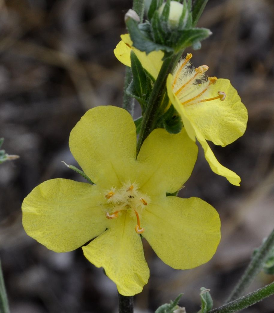 Изображение особи Verbascum pinnatifidum.