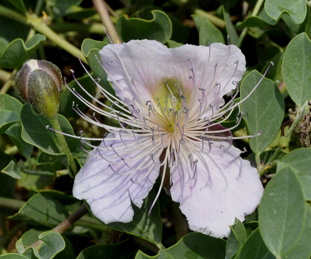 Изображение особи Capparis sicula.