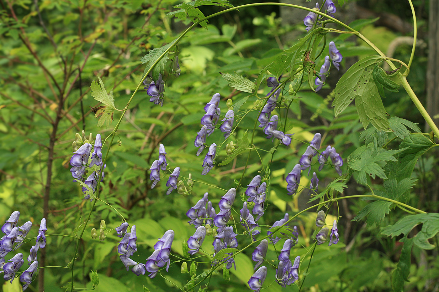 Изображение особи Aconitum sczukinii.