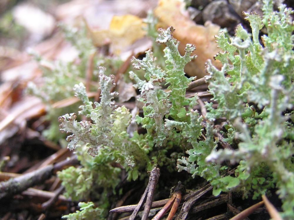 Изображение особи род Cladonia.