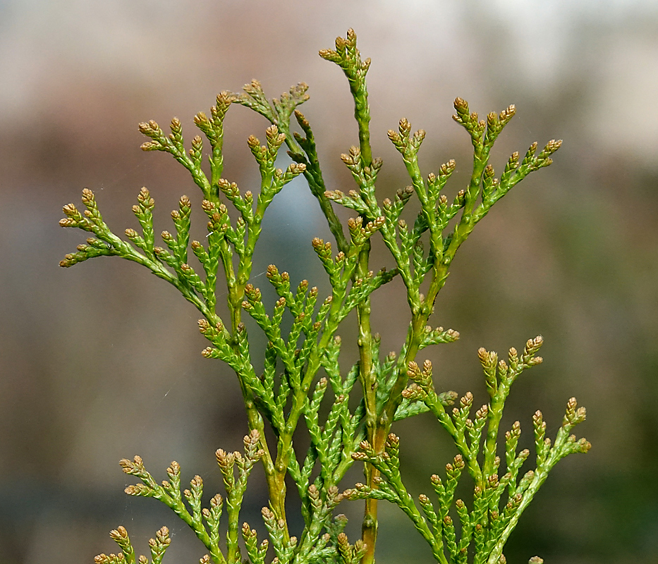 Изображение особи Thuja occidentalis.