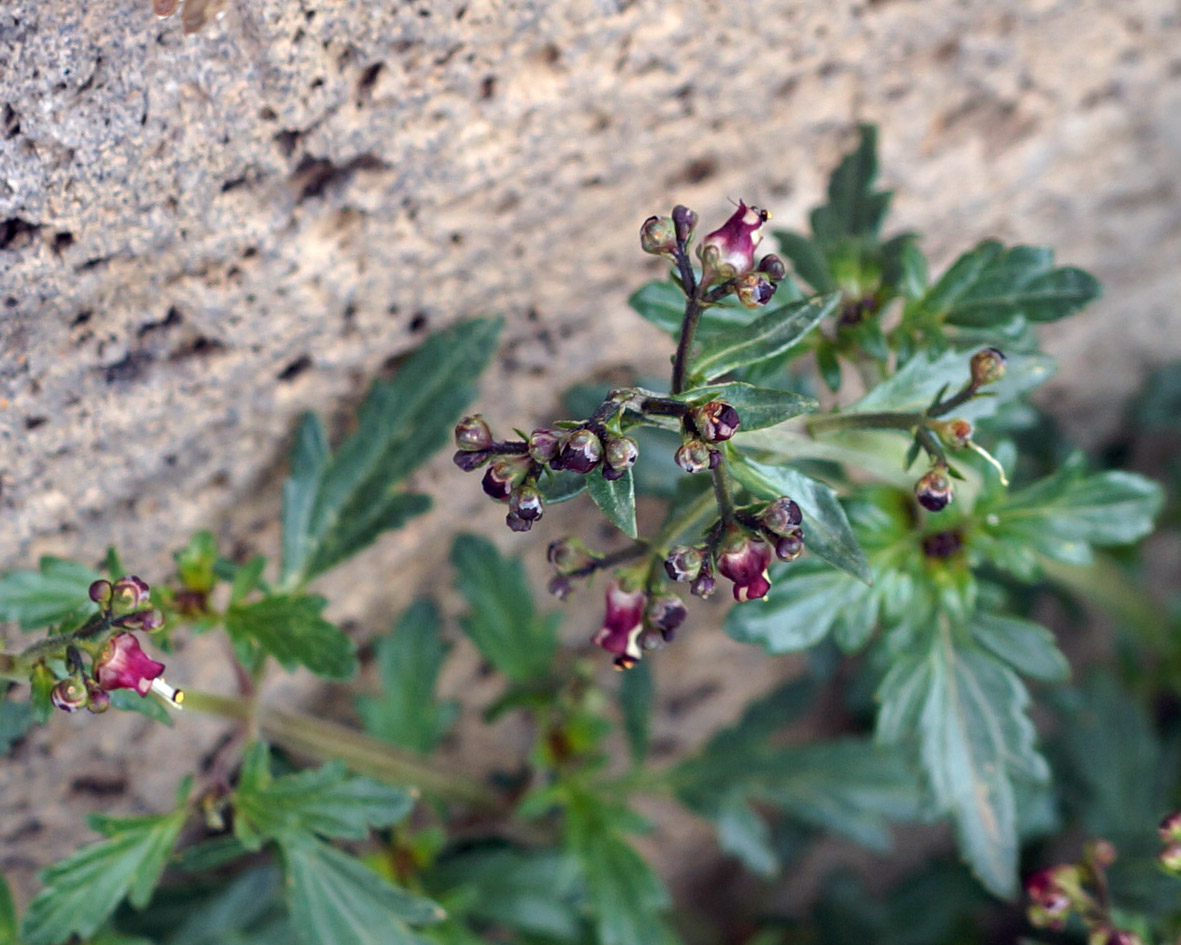 Изображение особи Scrophularia rostrata.