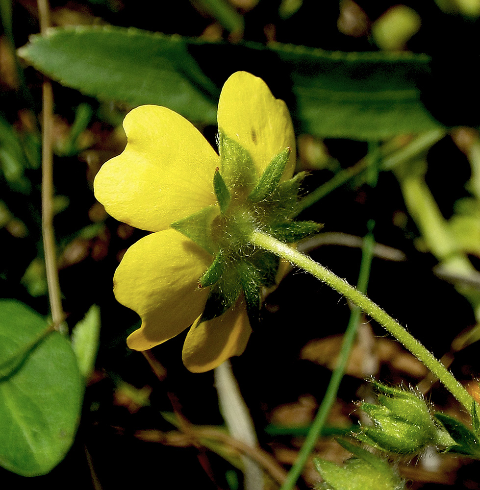 Image of Potentilla caucasica specimen.