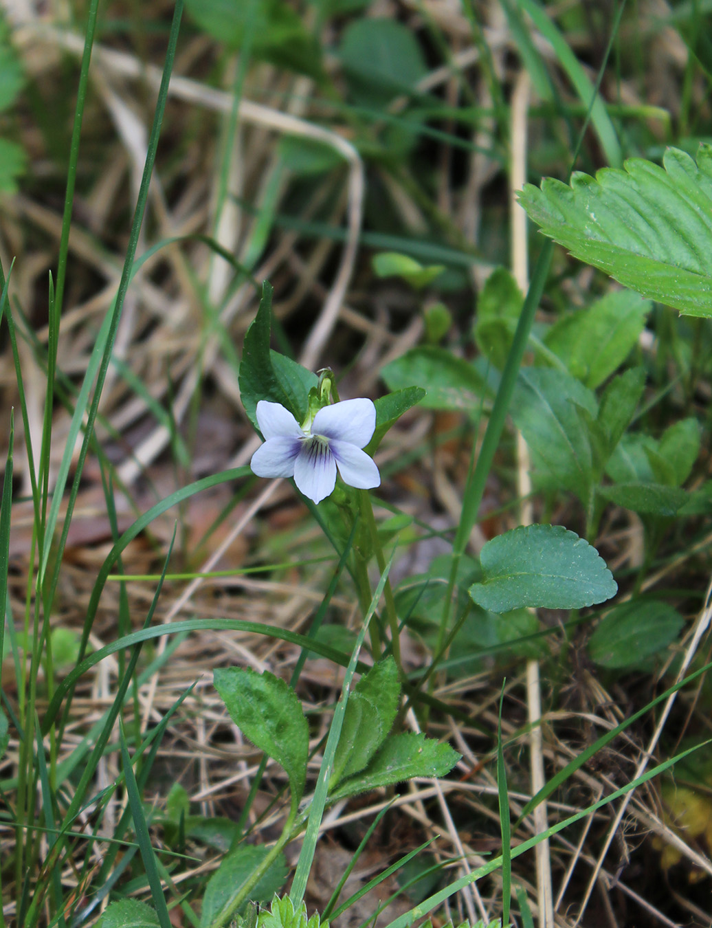 Изображение особи Viola &times; litoralis.