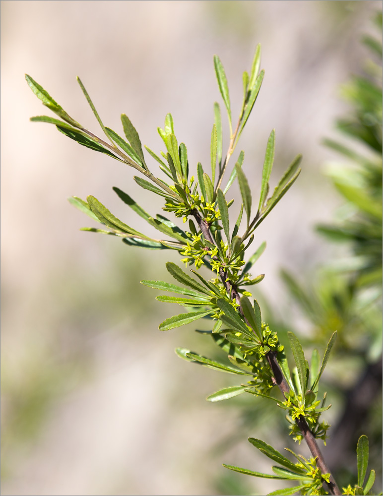 Изображение особи Rhamnus erythroxyloides.