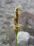 Carex halleriana