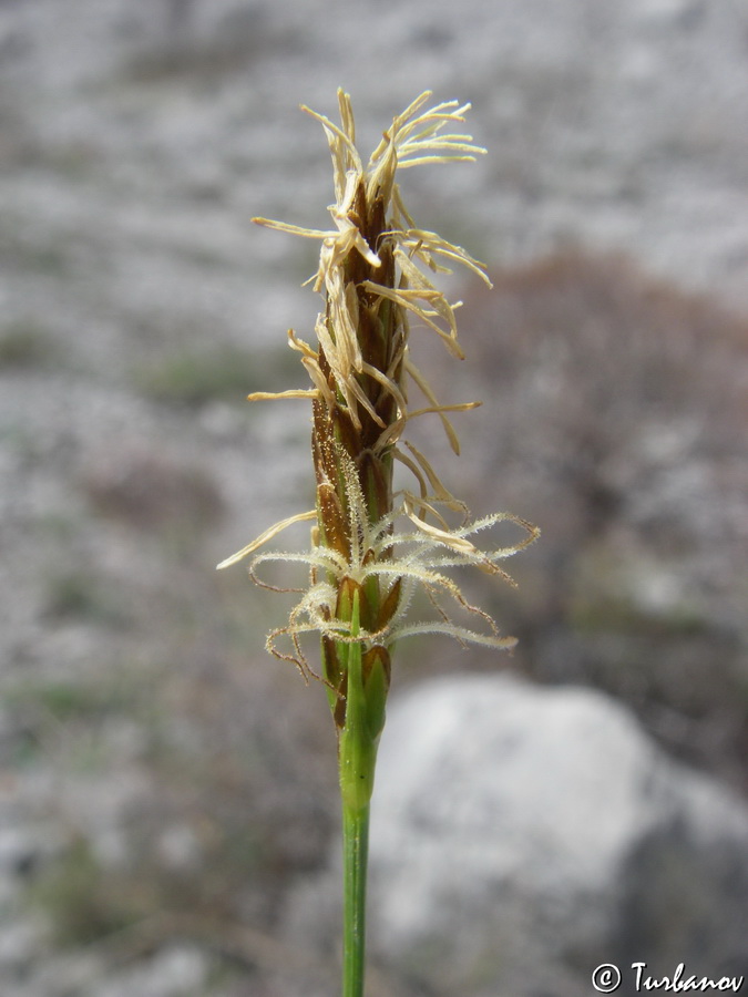 Изображение особи Carex halleriana.