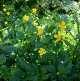 Ranunculus repens