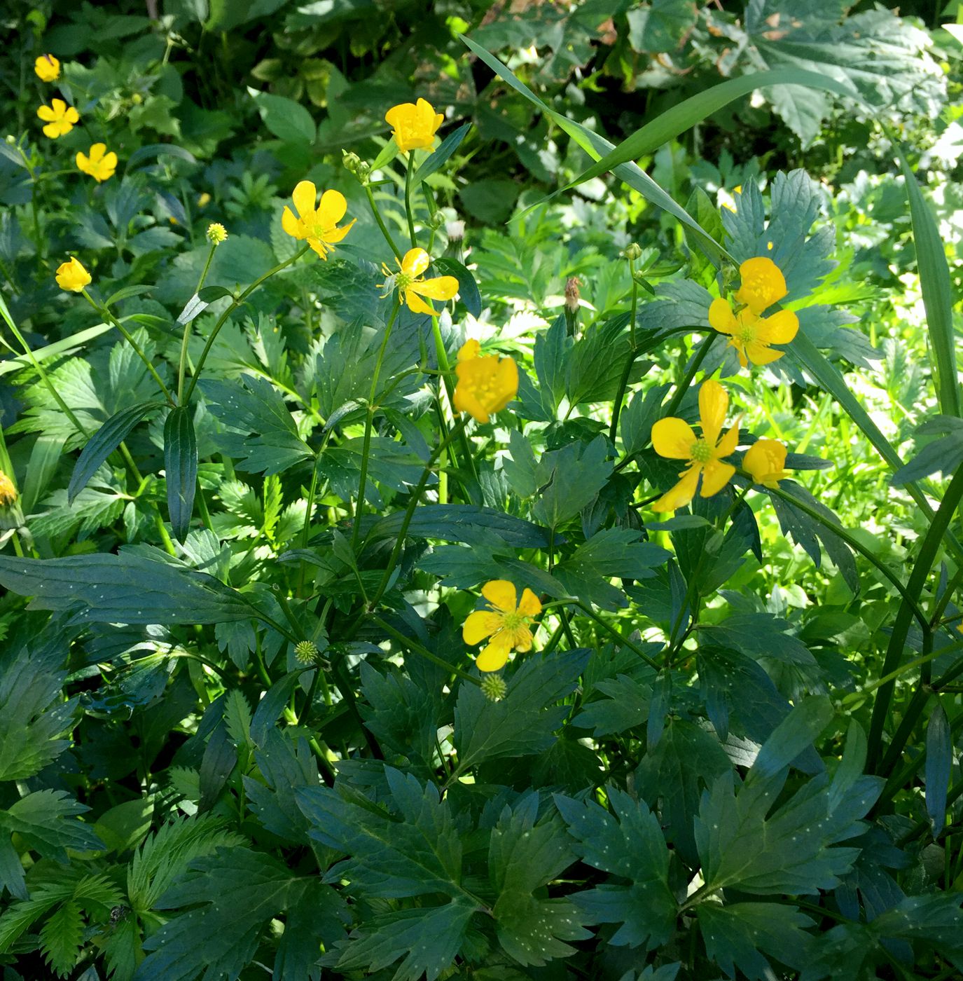 Image of Ranunculus repens specimen.