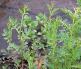 Cardamine amara. Растения в бутонах на краю канавы. Новгородская обл., Валдайский р-н, середина мая.