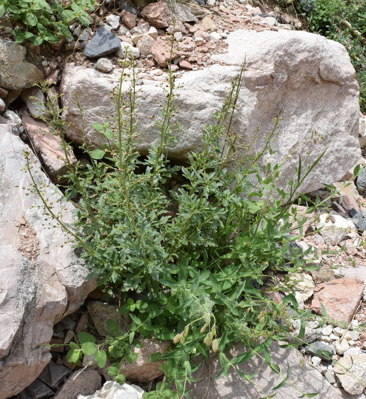 Image of Scrophularia integrifolia specimen.