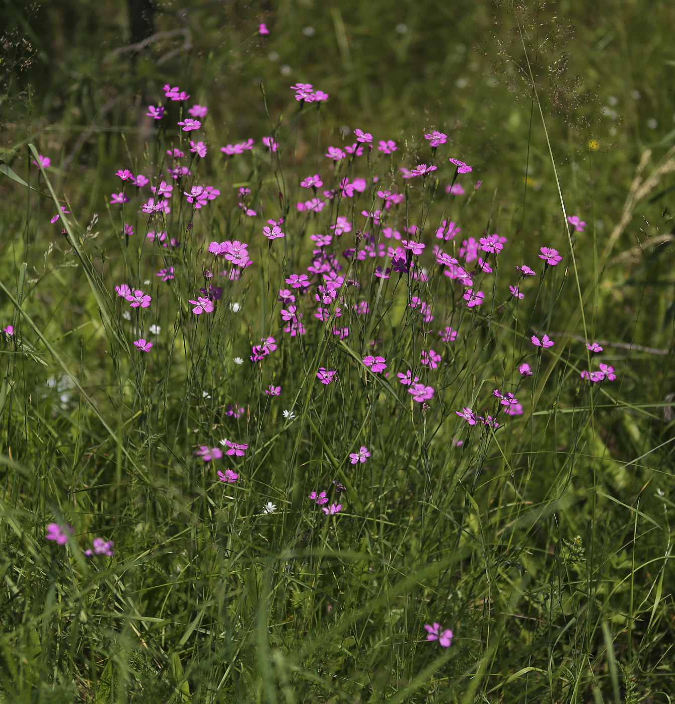 Image of Dianthus deltoides specimen.