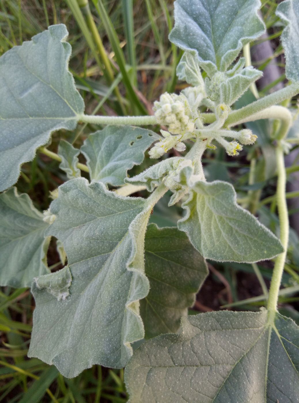 Image of Chrozophora tinctoria specimen.