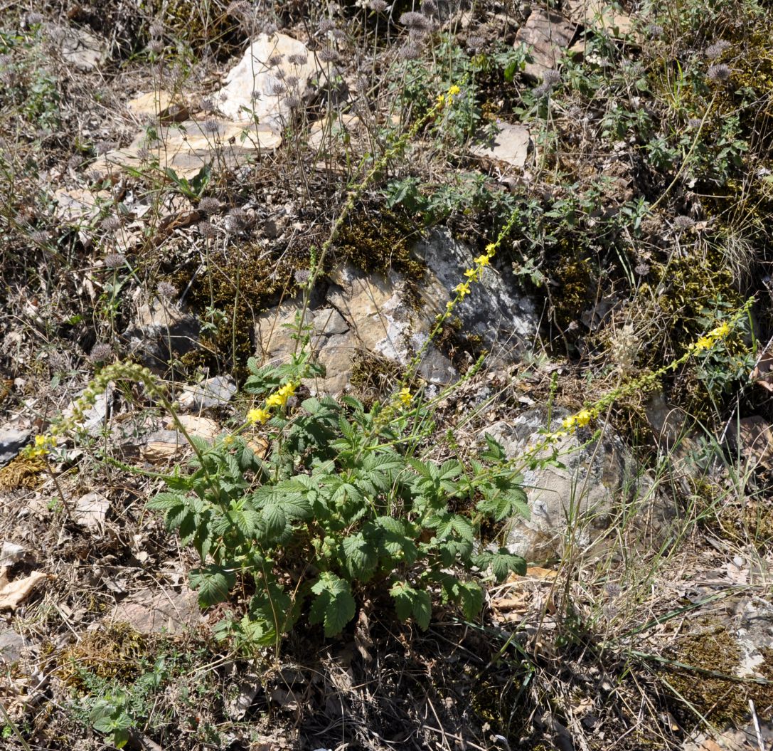 Изображение особи Agrimonia eupatoria.