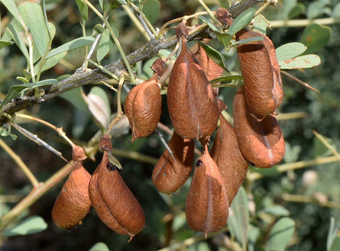 Image of Halimodendron halodendron specimen.