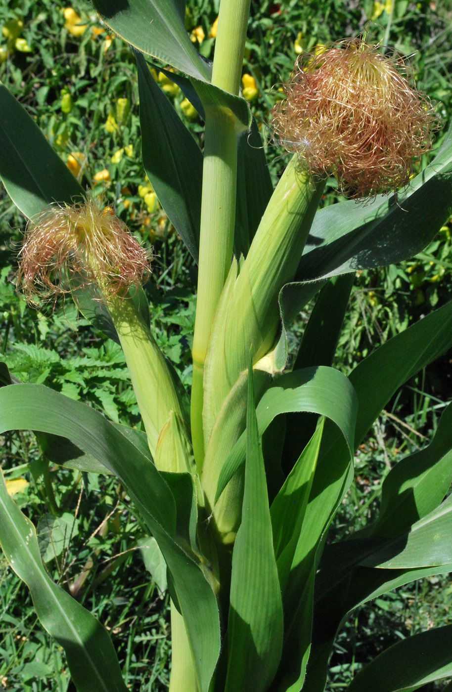 Image of Zea mays specimen.