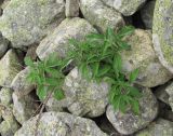 Rubus idaeus