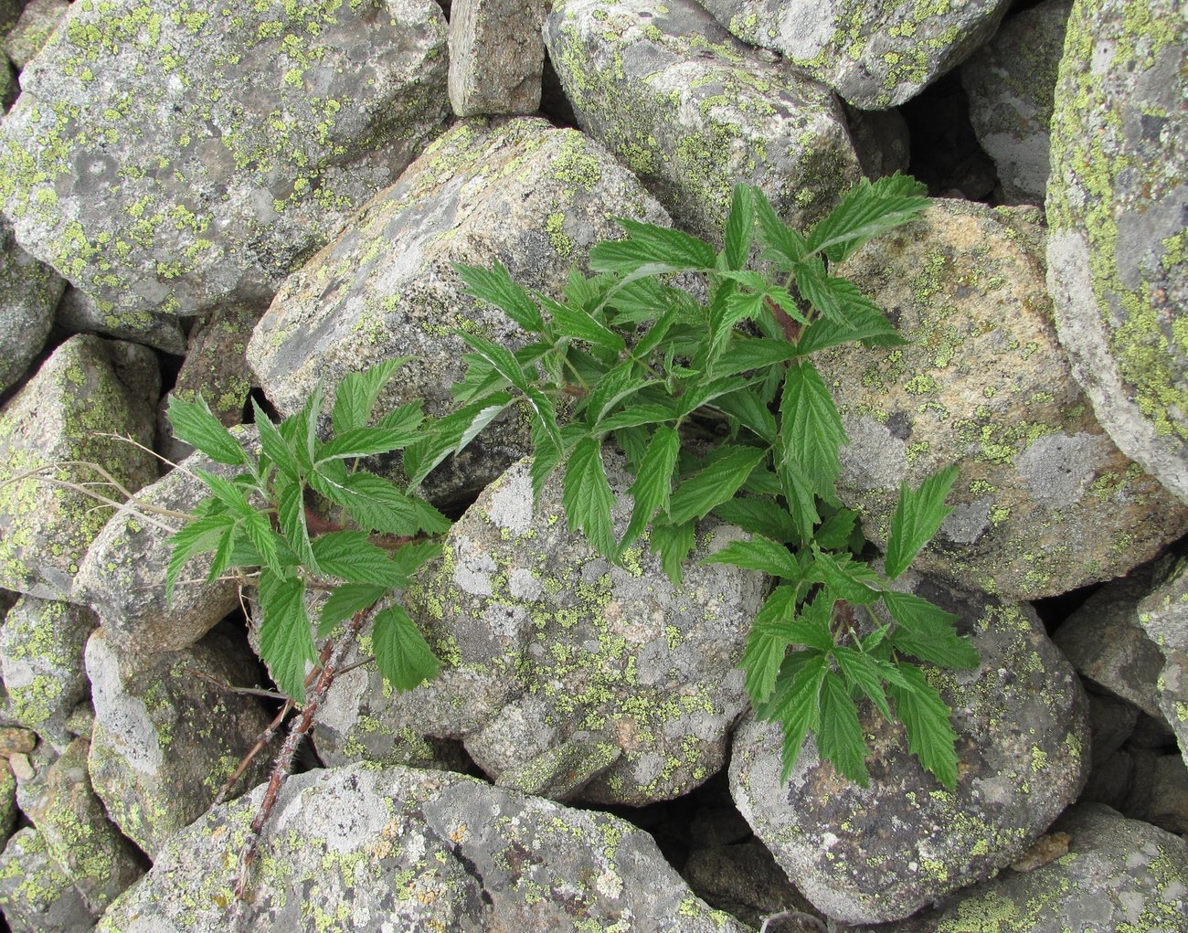 Изображение особи Rubus idaeus.