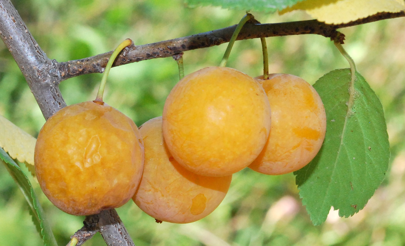 Image of Prunus cerasifera specimen.