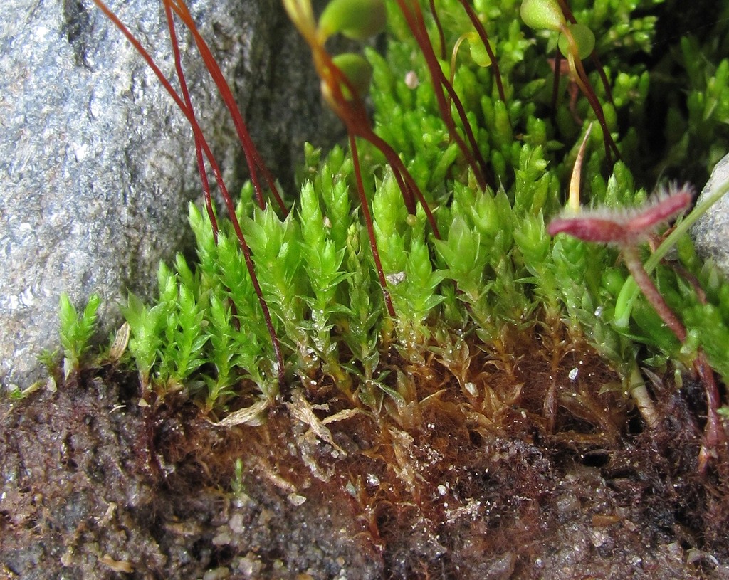 Image of genus Bryum specimen.