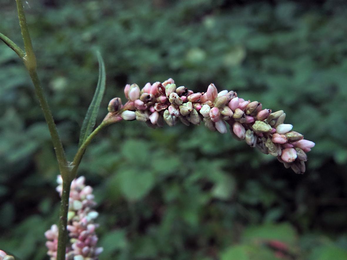 Image of Persicaria maculosa specimen.