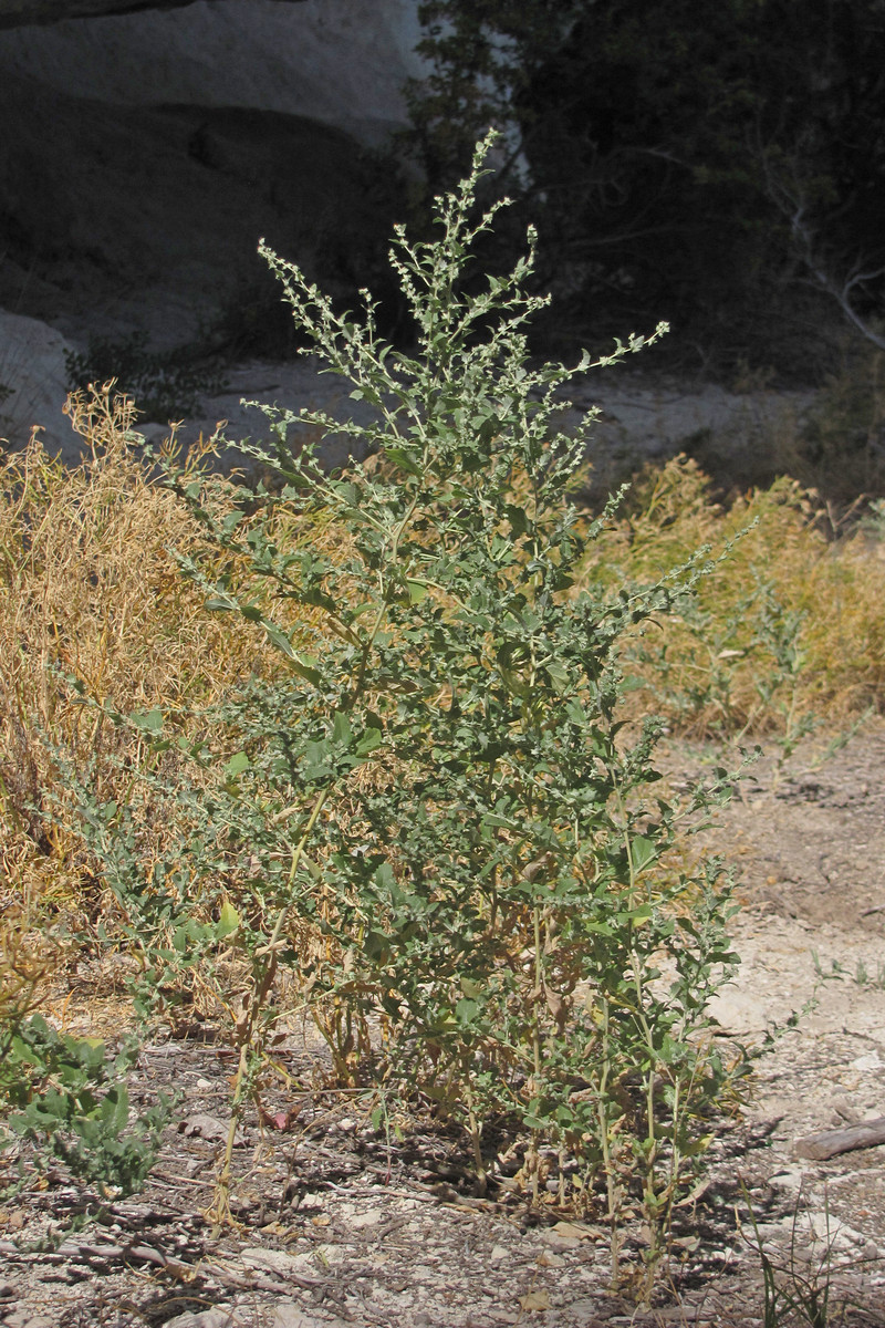 Image of Atriplex rosea specimen.