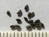 Luzula sylvatica