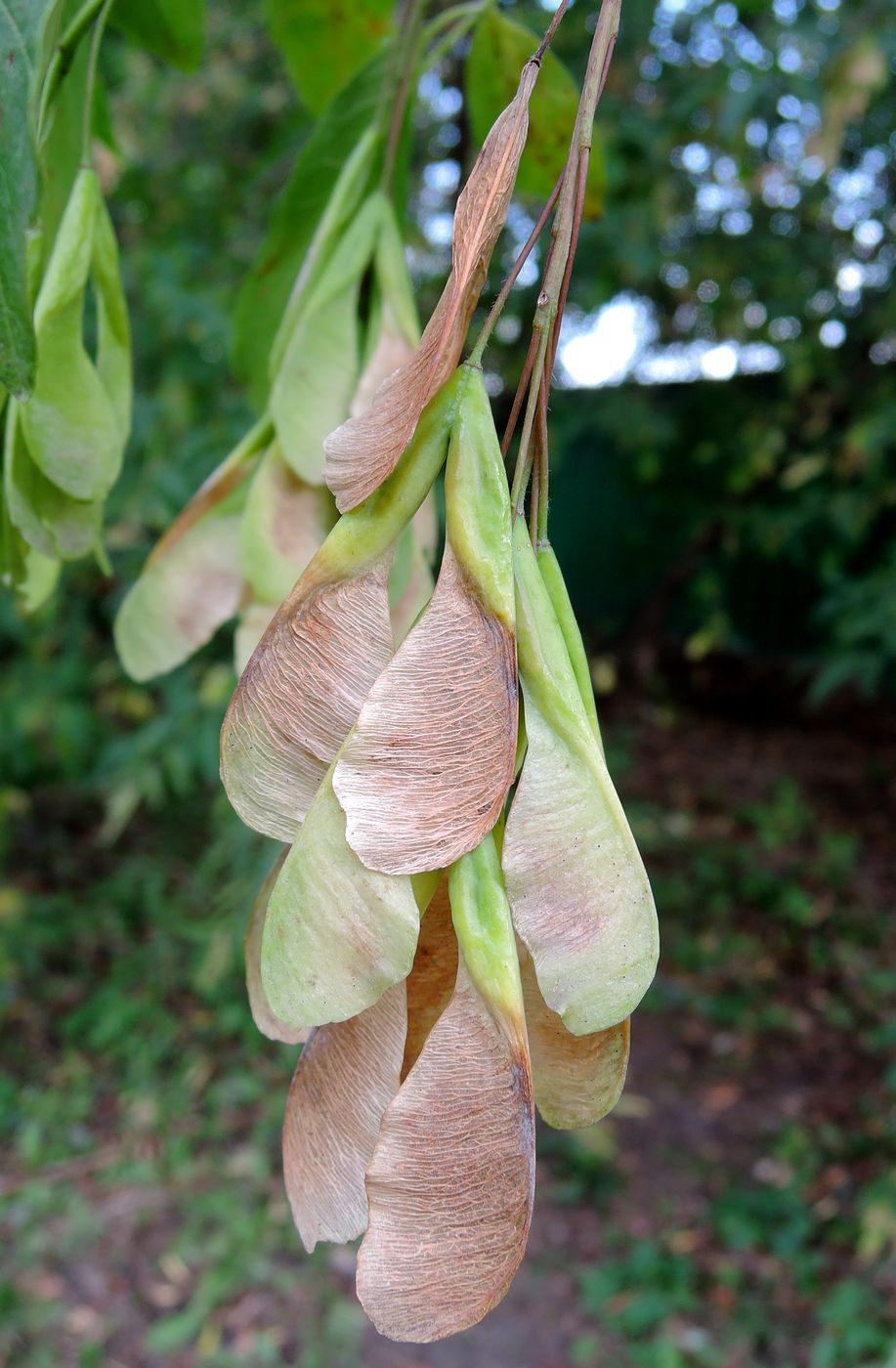 Image of Acer negundo specimen.