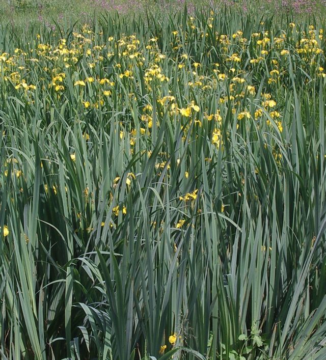 Image of Iris pseudacorus specimen.