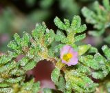 Frankenia pulverulenta