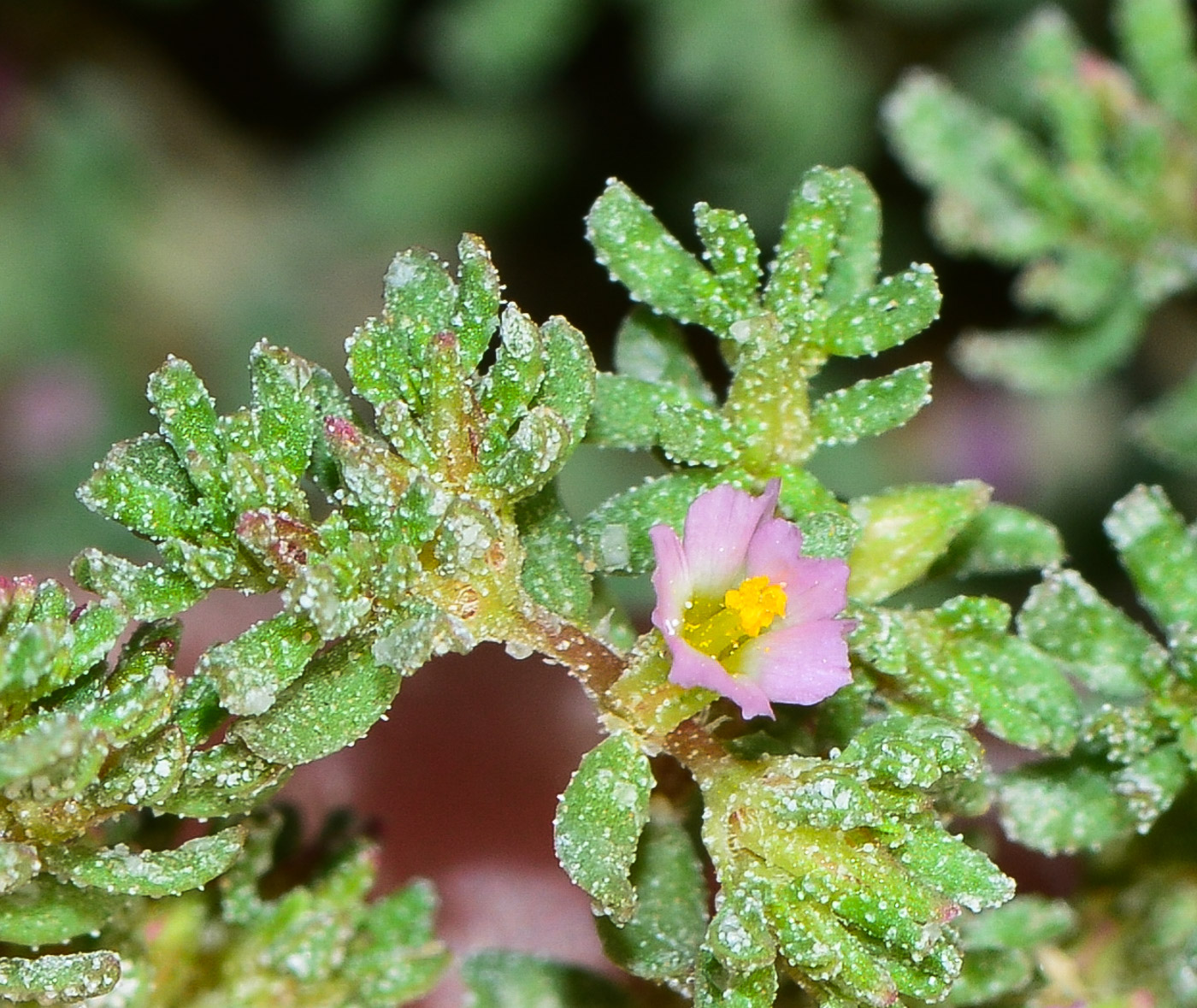 Image of Frankenia pulverulenta specimen.