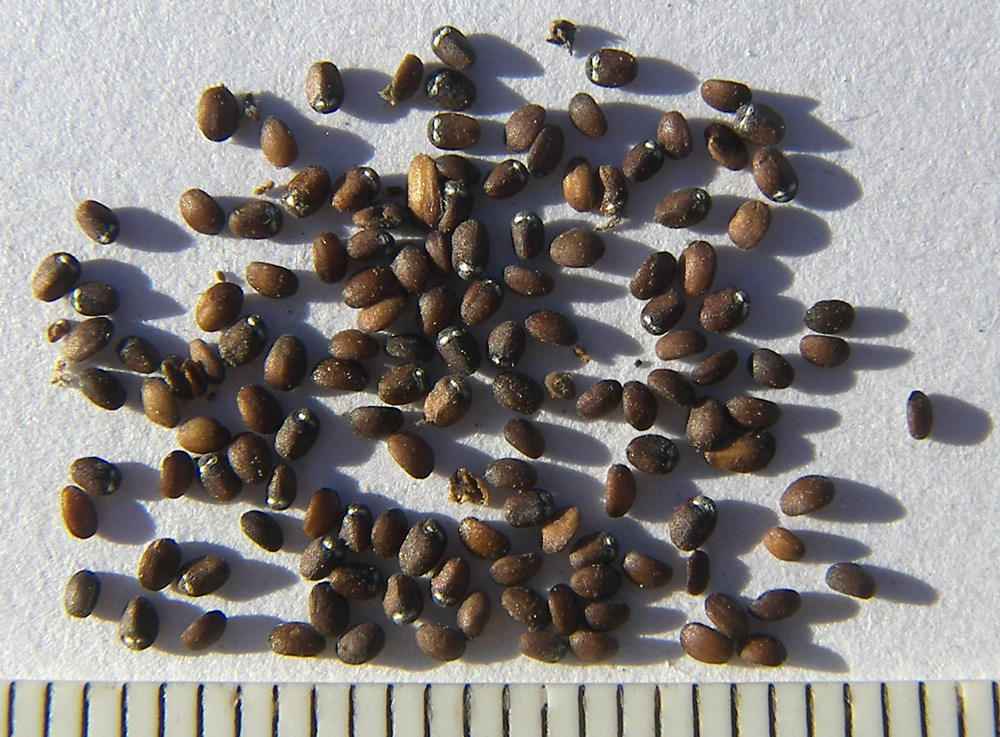 Image of Nepeta cataria specimen.