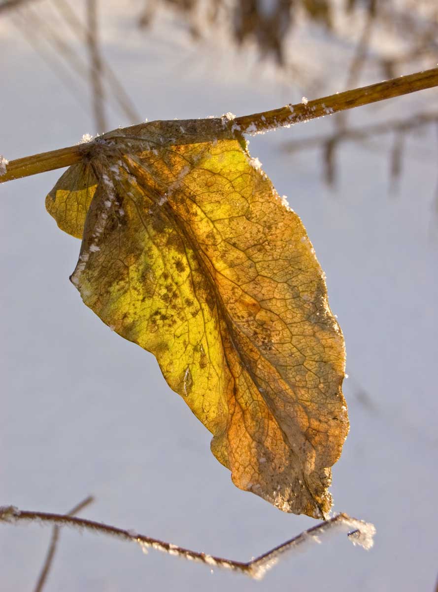 Image of Bupleurum longifolium ssp. aureum specimen.