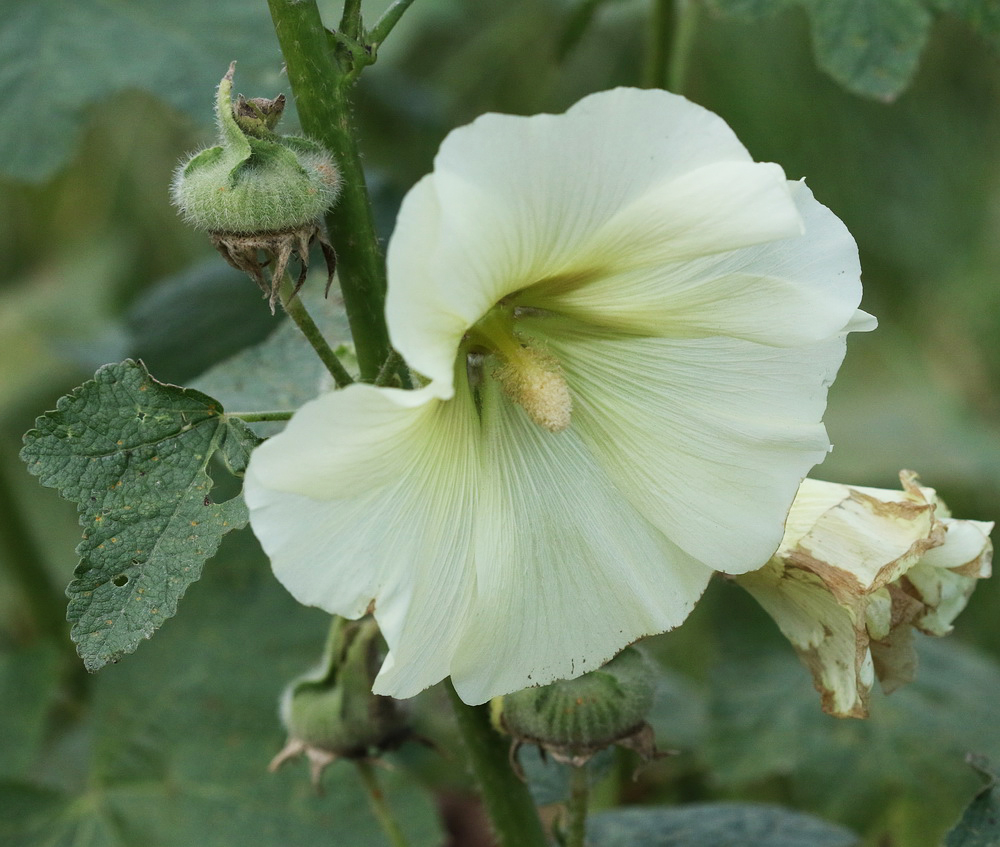 Image of Alcea rosea specimen.