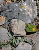 Youngia serawschanica. Цветущее растение. Таджикистан, Фанские горы, верховья р. Чапдара, ≈ 2800 м н.у.м., каменистая осыпь. 31.07.2017.
