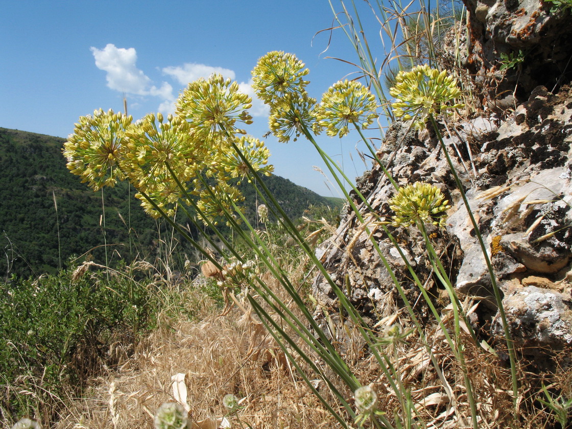 Изображение особи Allium eriocoleum.