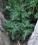 Urtica cannabina