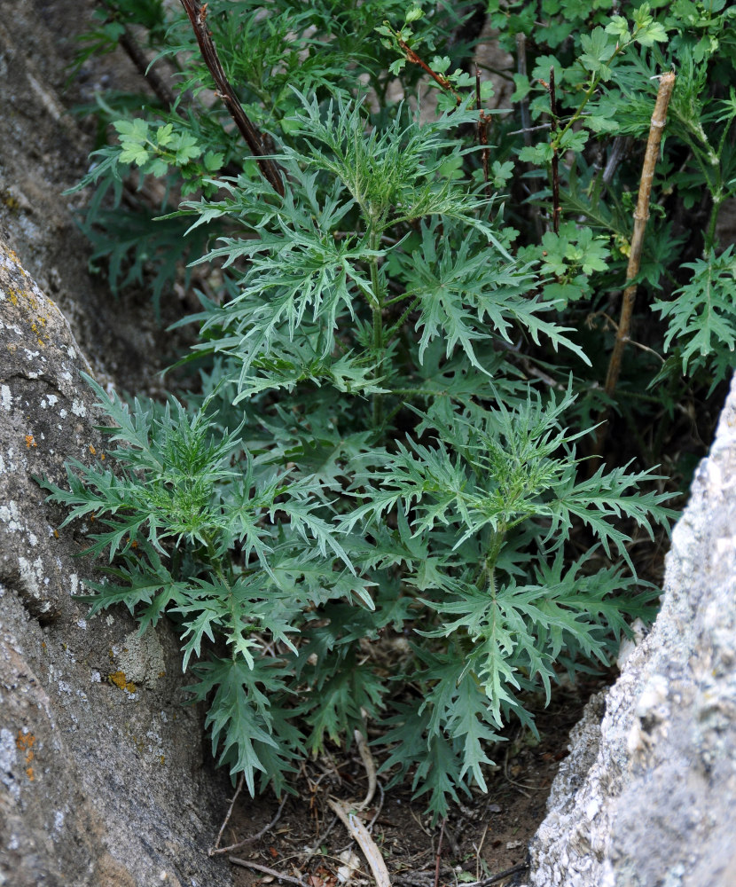 Изображение особи Urtica cannabina.